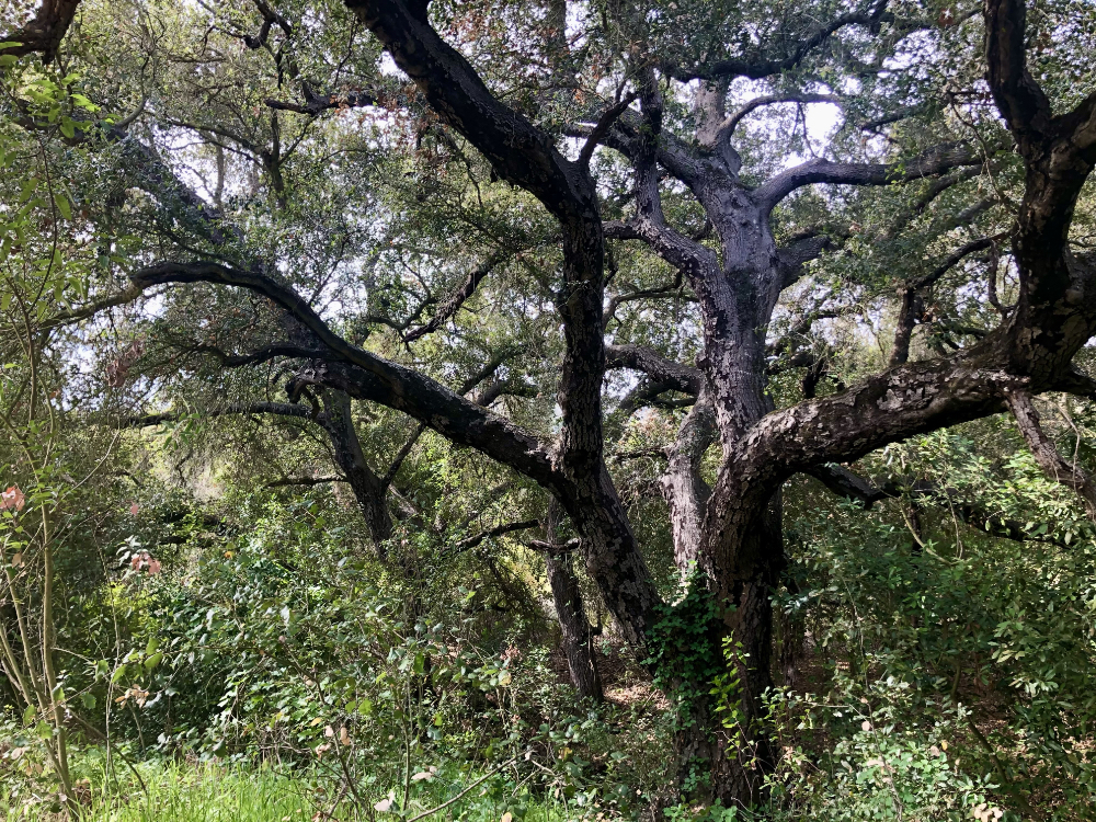 Auto-generated description: A sprawling tree with thick, gnarled branches stands surrounded by lush greenery.