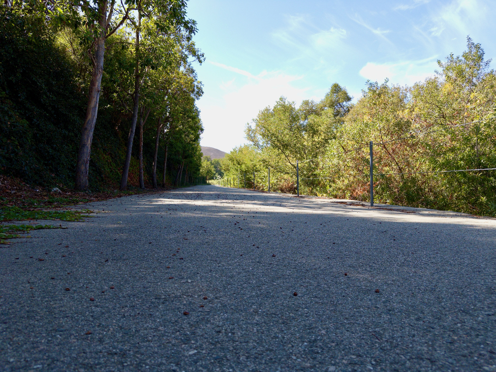Auto-generated description: A quiet, tree-lined road stretches ahead, flanked by lush greenery under a bright blue sky.
