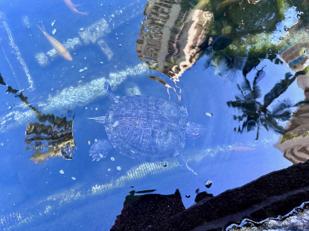 Auto-generated description: A turtle is swimming in a clear pond, reflecting the nearby surroundings.