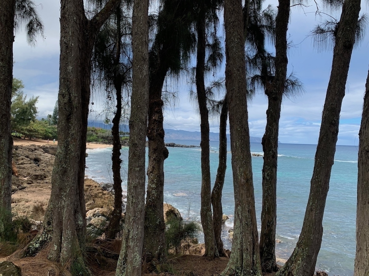 Auto-generated description: Tall trees line a rocky coastline overlooking a bright blue sea under a cloudy sky.