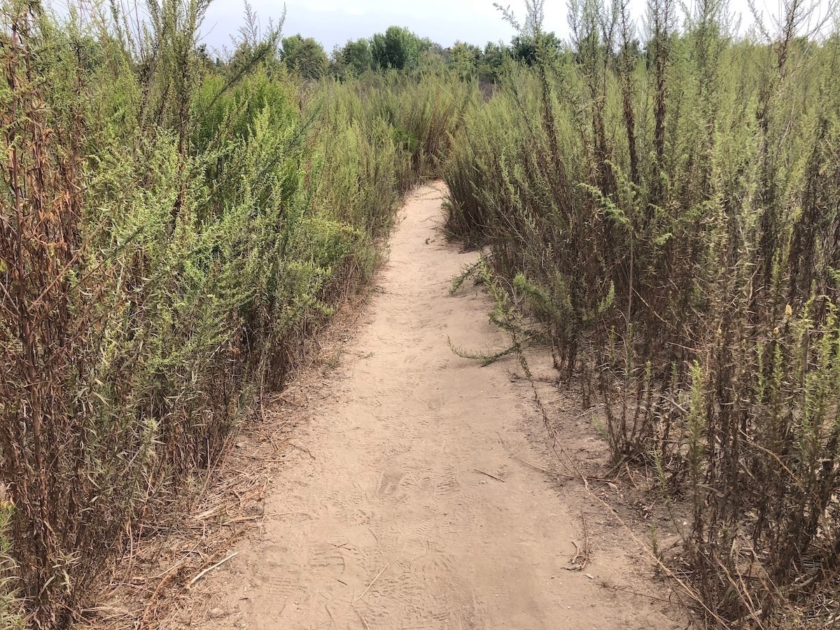Auto-generated description: A narrow dirt path winds through tall, dense shrubbery under a cloudy sky.