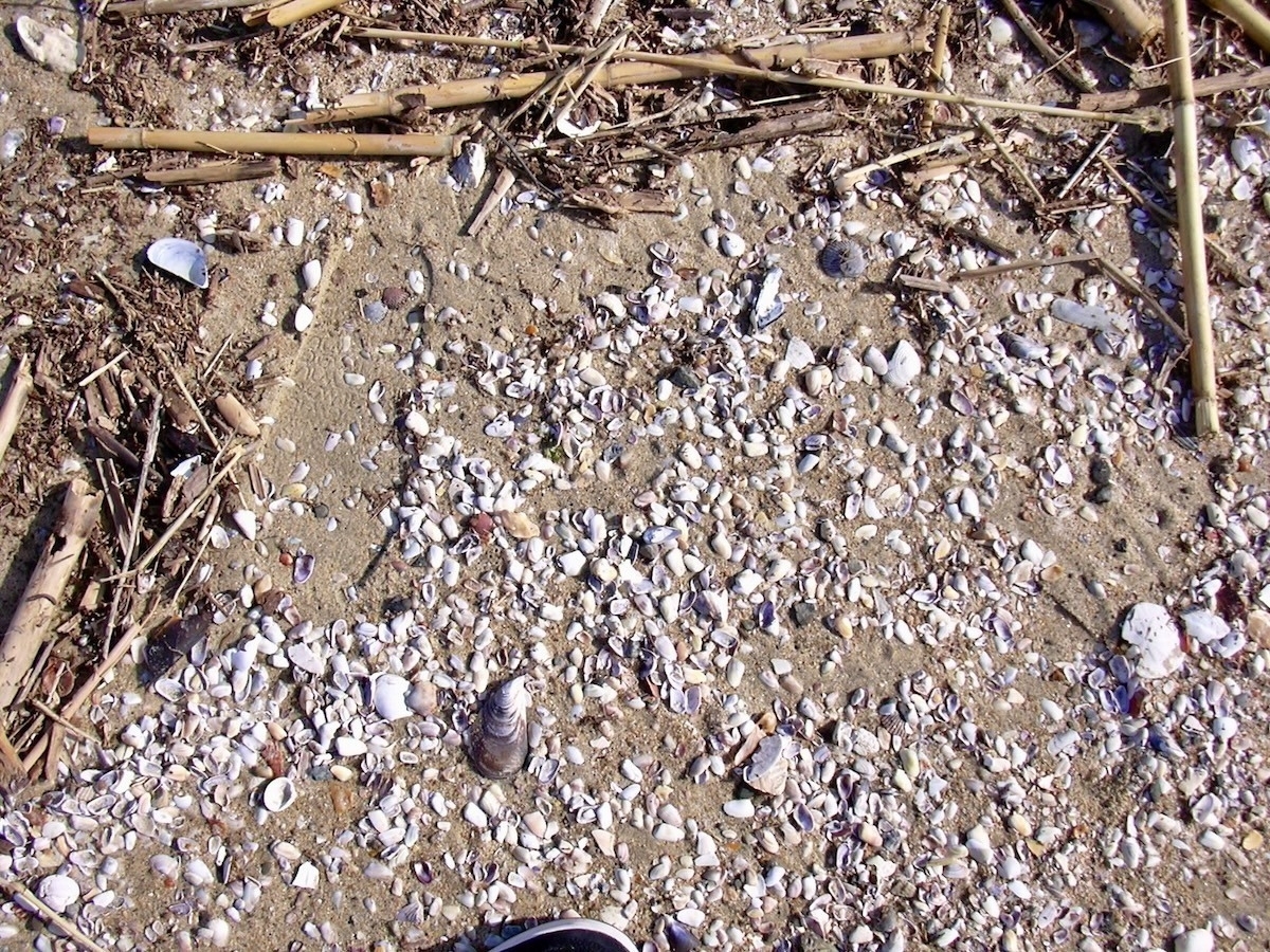 Auto-generated description: A sandy beach surface is scattered with small seashells and pieces of driftwood.