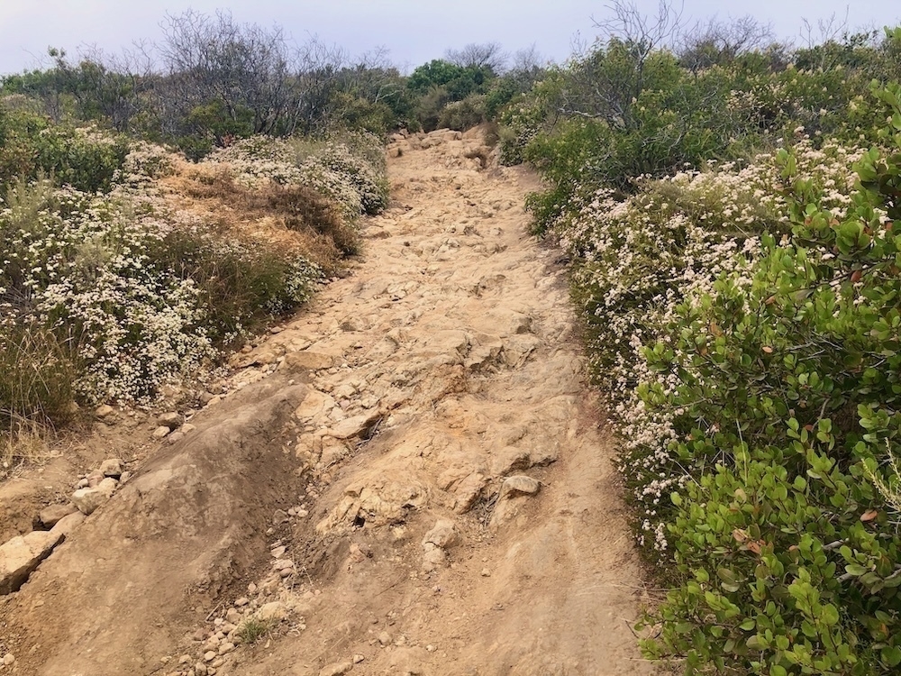 Auto-generated description: A rocky dirt path winds through a landscape of sparse bushes and vegetation.