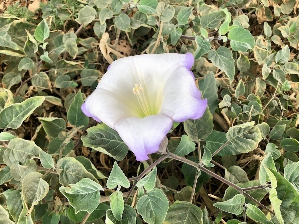 Auto-generated description: A delicate white and purple flower is surrounded by green and brown leaves.