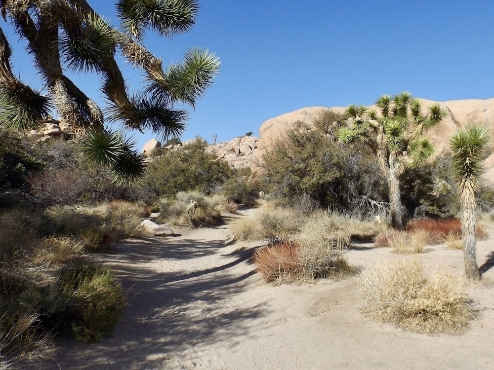 Auto-generated description: A desert landscape features rocky terrain, dry vegetation, and distinctive Joshua trees under a clear blue sky.