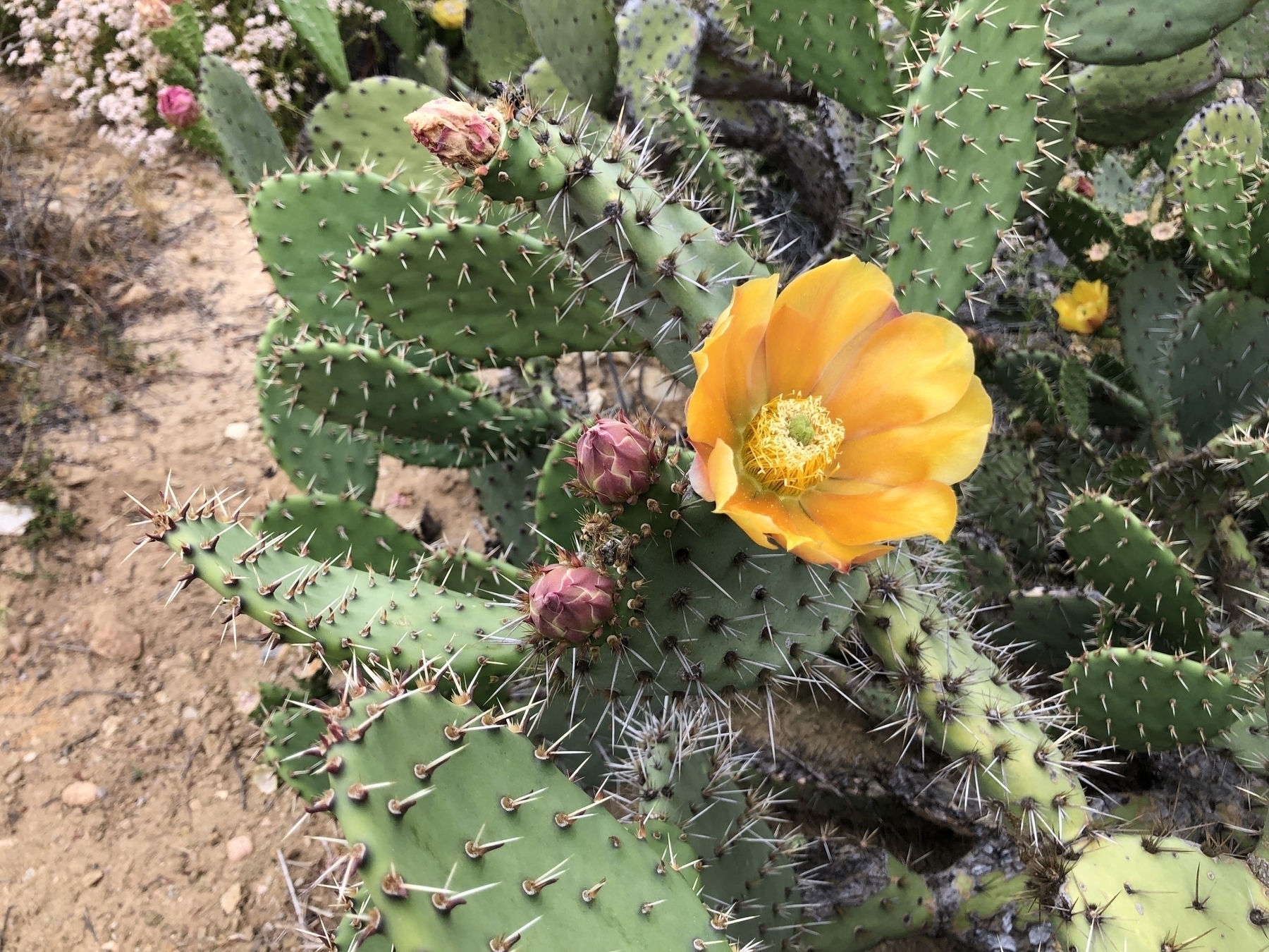 Blooming cactus