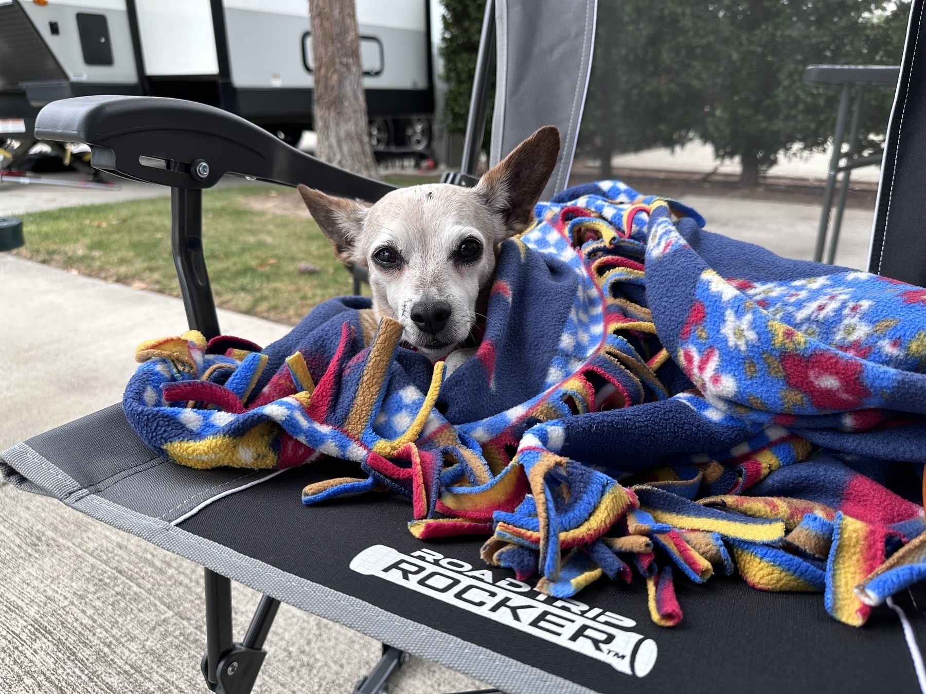 Content dog in a blanket.