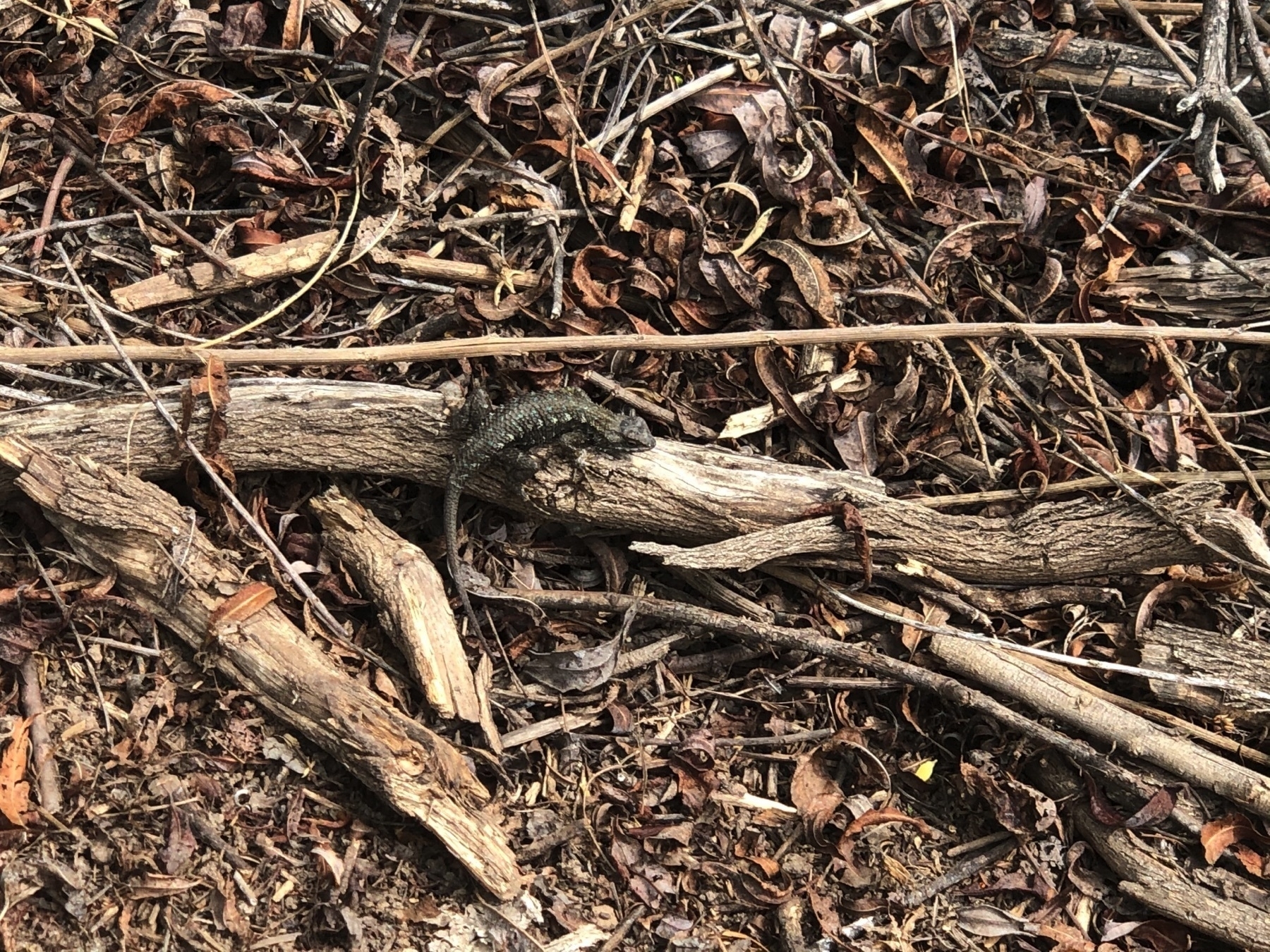 a lizard on a stick