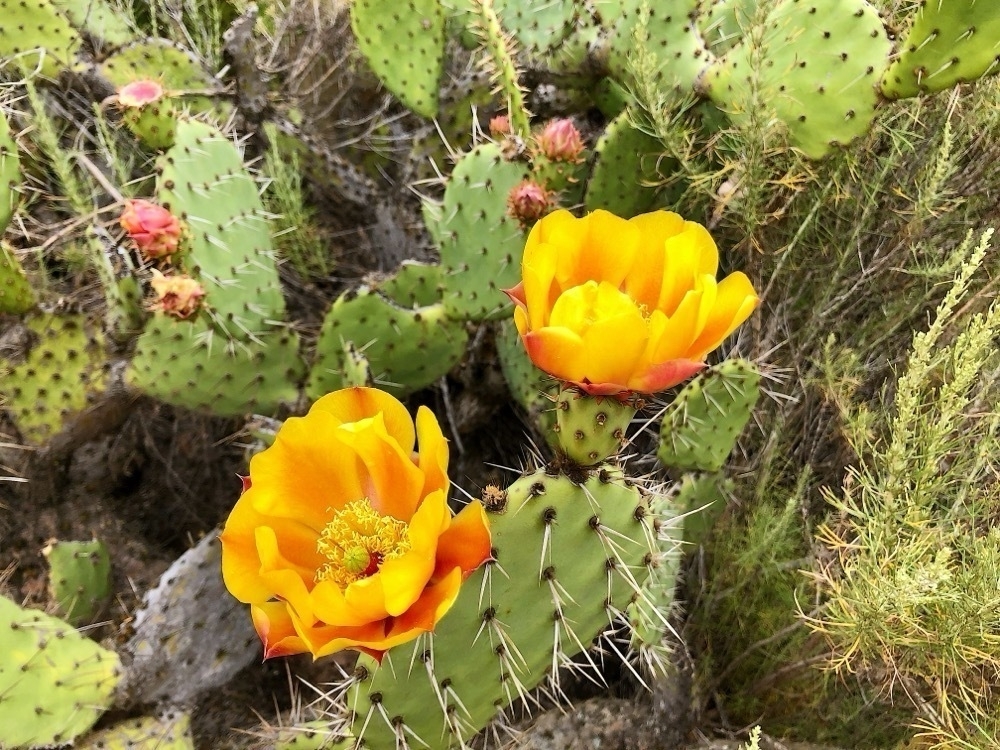 Blooming pear catus.