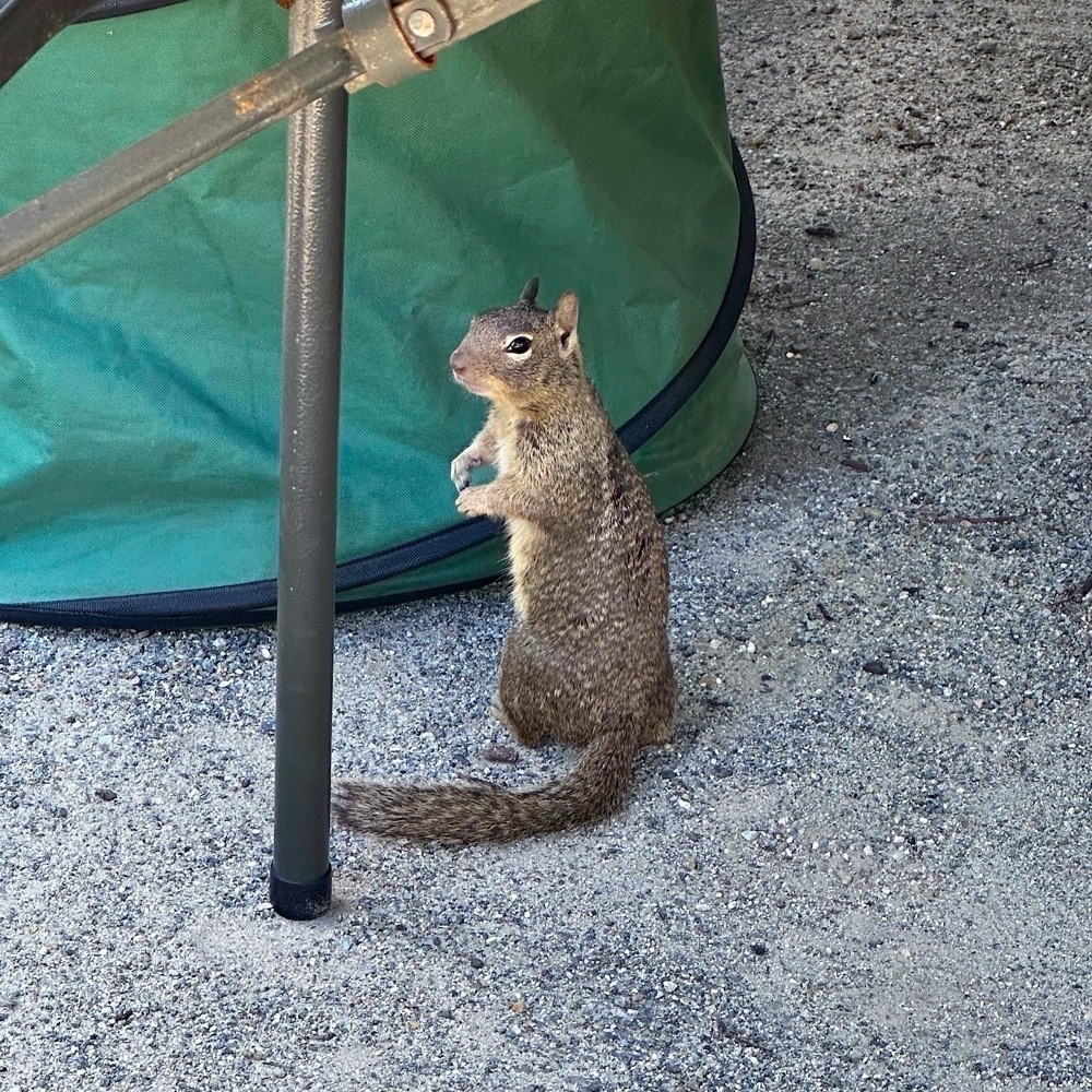 A curious squirrel looking at the camera.