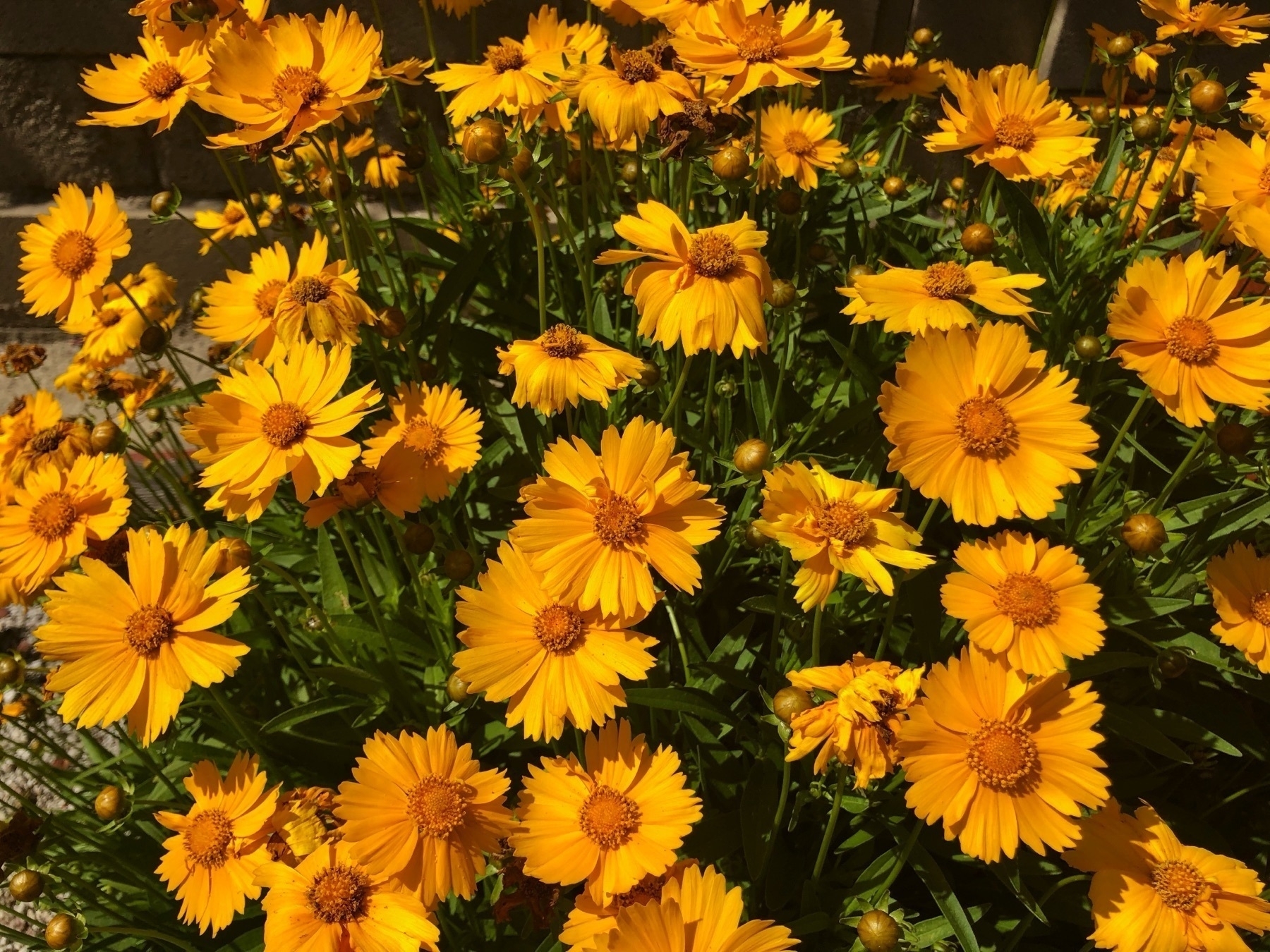 Yellow flowers blooming.