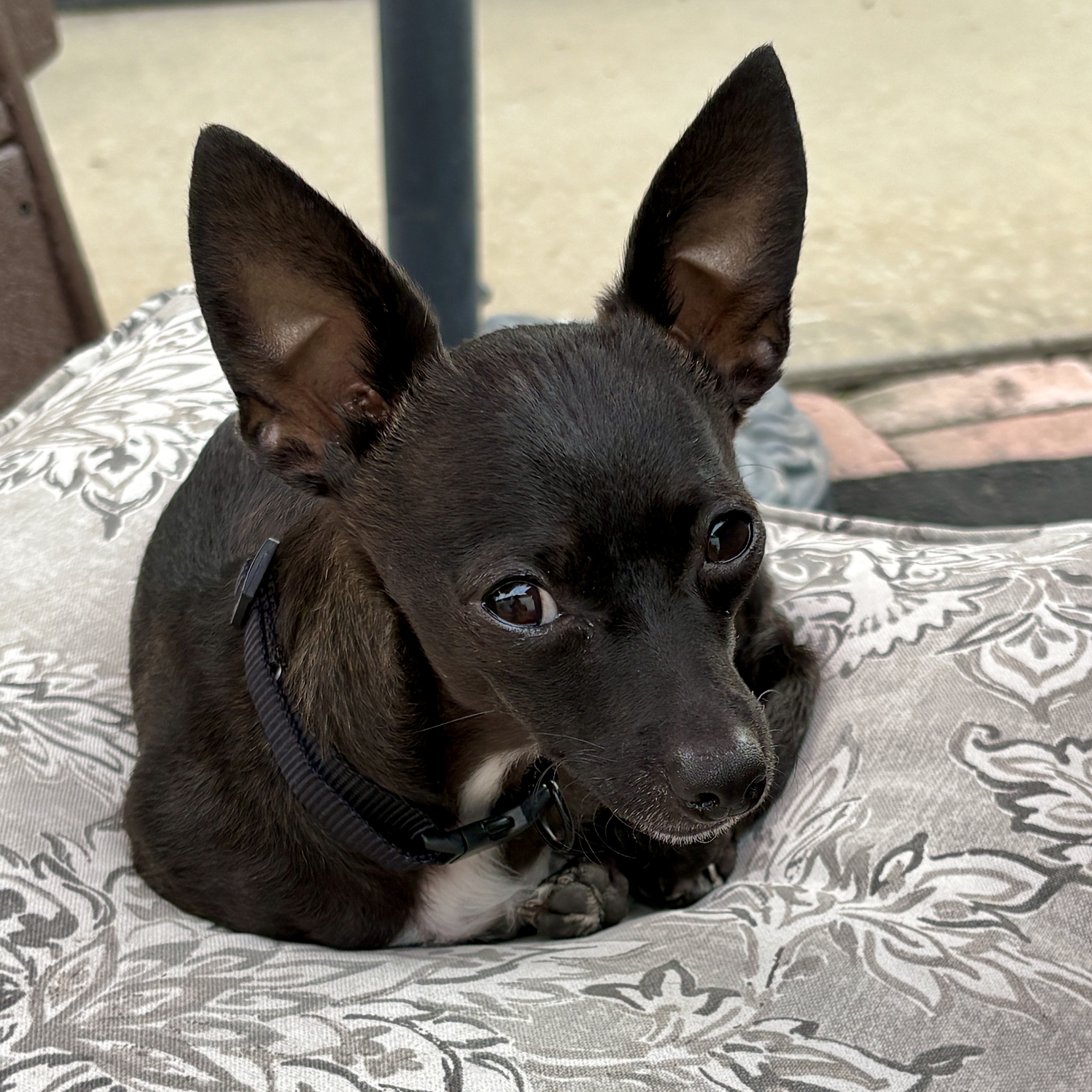 A black dog laying on a grey cushion looking into the camera.