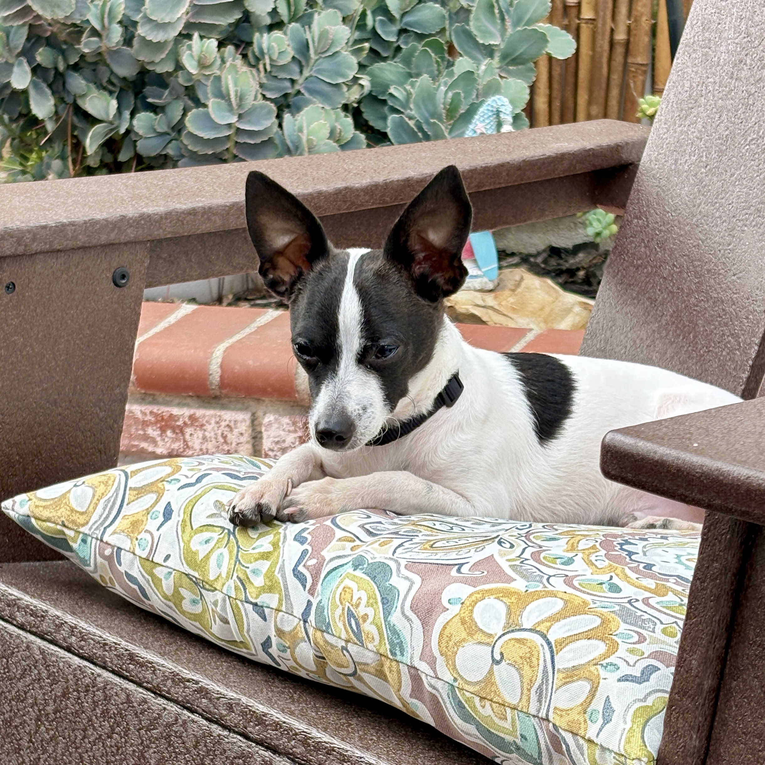 A black and white dog, laying on a colorful pillow in a chair.