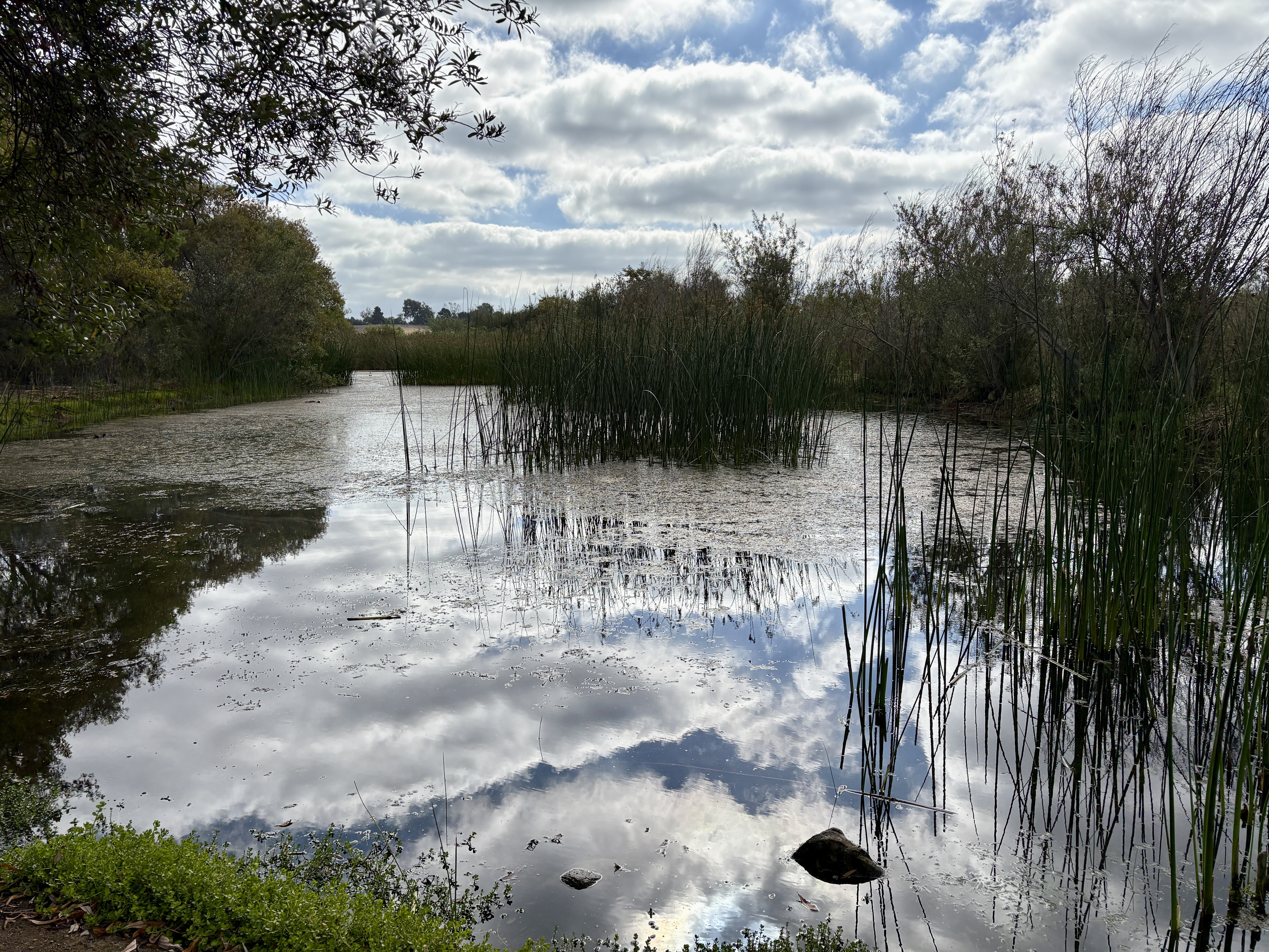 A serene duck pond with clouds in the sky.